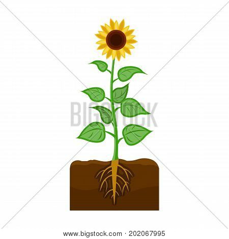 Sunflower, single icon in cartoon style.Sunflower vector symbol stock illustration .