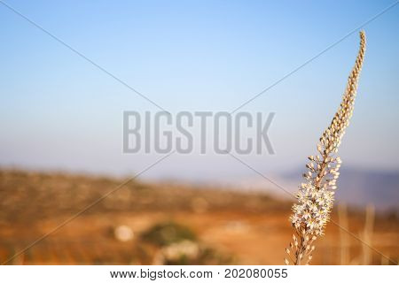 A classic automn gallilee view of a squill flowering in front of green hills.