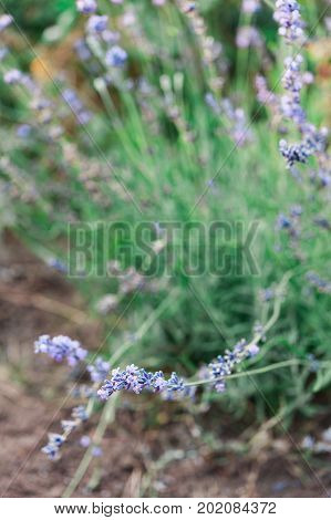 Hidcote lavender plant flowering in summer sunshine