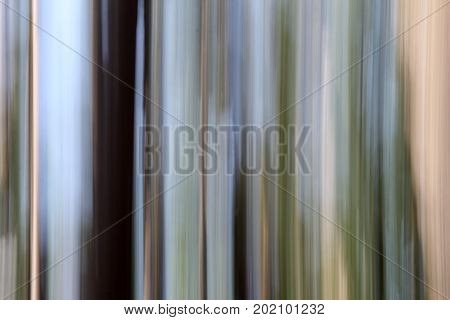 Horizontal image of photography technique known as 'panning,' with focus of trees
creating an interesting abstract background.