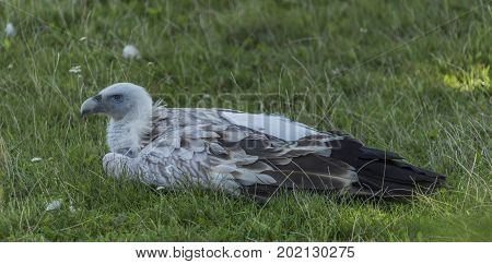 Himalayan vulture in green grass lying in afternoon