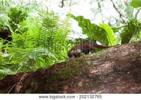 Wild white-nosed coati in manuel antonio Costa Rica