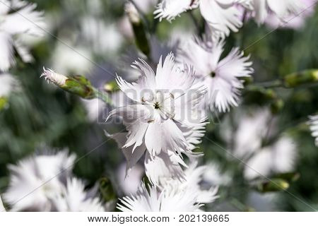 Dianthus caryophyllus (carnation) white flowers blooming in the garden. It is native to the Mediterranean region has been cultivated since ancient times