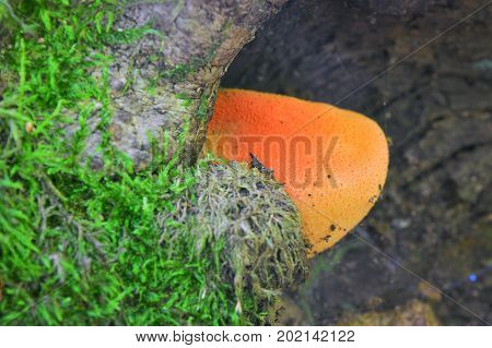 fistulina hepatica mushroom also known as the ox tongue or beefsteak fungus