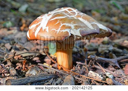 gymnopus fusipes mushrooms formerly known as collybia fusipes