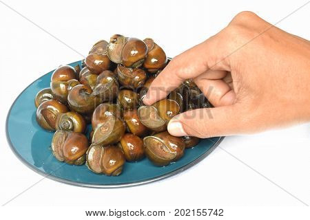 Pond snail, Marsh snail, River snail .