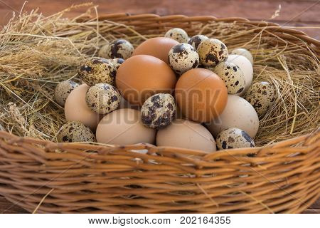 Quail and chicken eggs in the wicker basket with hay. Eco concept