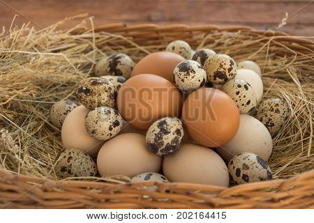 Quail and chicken eggs in the wicker basket with hay. Eco concept