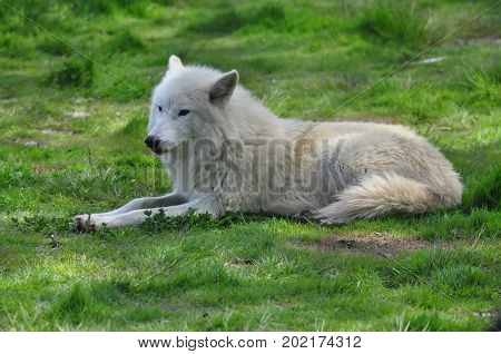 A Hudson Bay wolf at ease in the grass