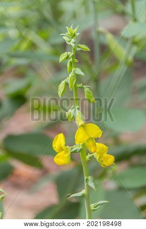 Senna hirsuta   Irwin & Barneby flower