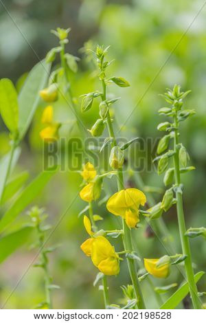 Senna hirsuta  Irwin & Barneby flower
