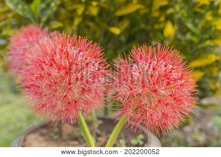 Powder puff lily or Blood flower  Haemanthus Multiflorus