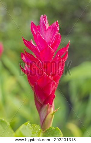 Close-up of red ginger flower (Alpinia purpurata (Vielle.) Schum) in the garden