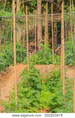 Sponge gourd or luffa acutangula in the garden
