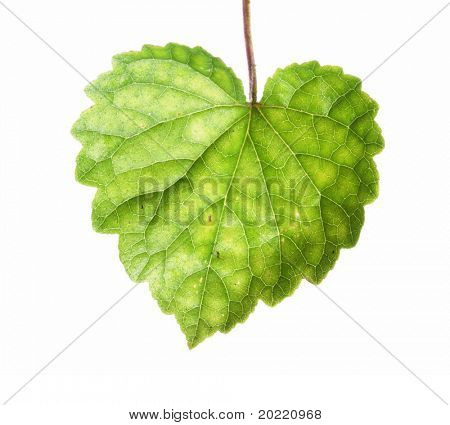 foglia verde a forma di cuore su sfondo bianco