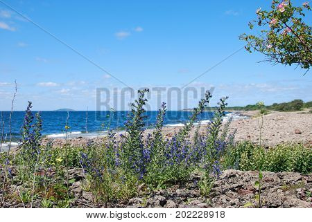 Blossom blueweed by the coast at the swedish island Oland