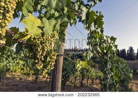 Bunch of Vernaccia on the vine in Tuscany