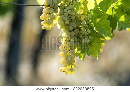 Bunch of Vernaccia on the vine in Tuscany