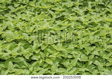 balm herb - melisa officinalis in the garden