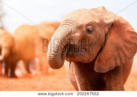 Close up of elephant in safari park