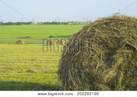 haymaking, harvesting in the fields and hills