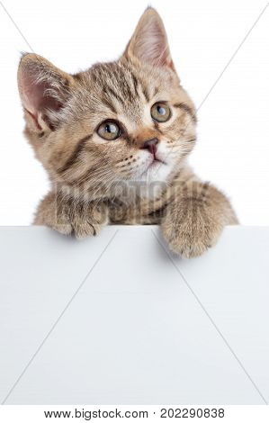 Cat kitten looking up above white banner