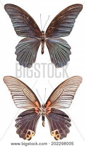 Great Morman Butterfly