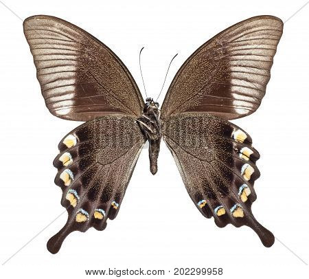 Majestic Green Swallowtail Butterfly