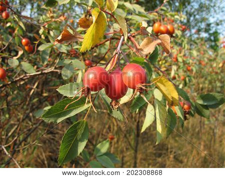 Fresh rose hip fruits in a garden