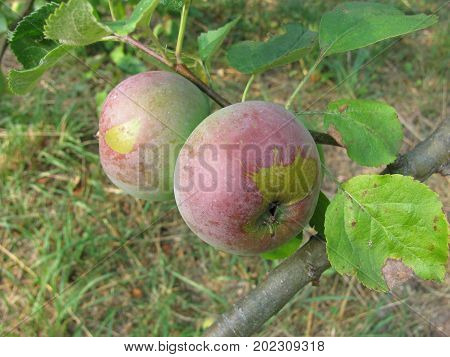 Fresh and tasty apples on the meadow orchard