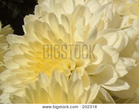 Yellow Chrysanthemum