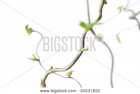 foråret koncept. gnarly grene med unge blade på hvid baggrund (lille dybdeskarphed)