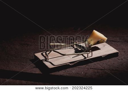 Mouse Trpa On The Floor