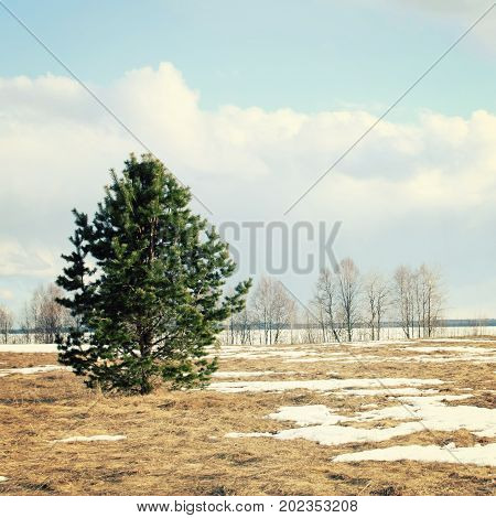 Spring Sunny Day. A Lone Pine Tree In The Field.