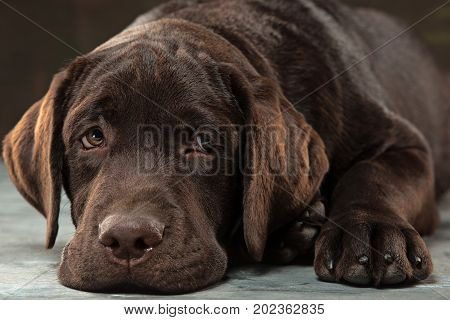 A portrait of a black Labrador dog taken against a black backdrop at studio.