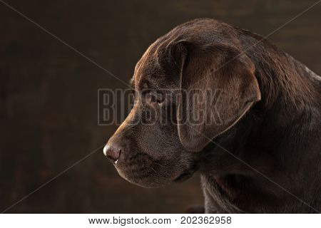 A portrait of a black Labrador dog taken against a black backdrop at studio.