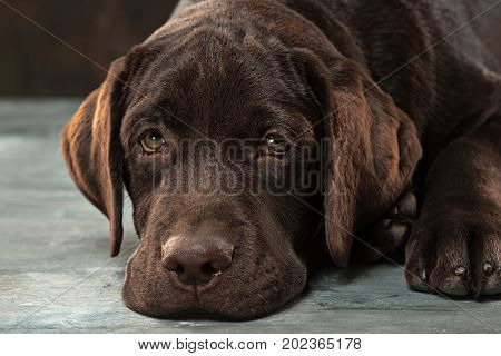 A portrait of a black Labrador dog taken against a black backdrop at studio.