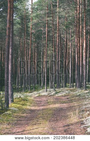 Country Road In Forest - Vintage Effect
