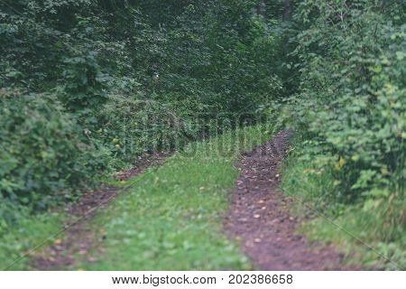 Country Road In Forest - Vintage Effect