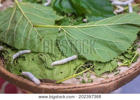 Silkworm is worm to creates a silk cocoon of yellow fibers use for weave of making Thai silk from cocoon use by homemade in Laos and Thailand