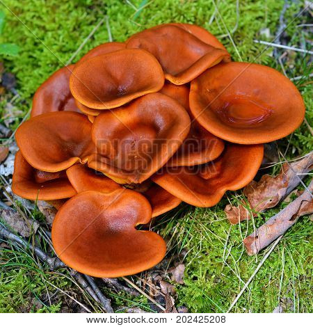 toxic omphalotus olearius mushroom cluster in the forest