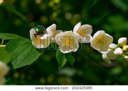 Chafer on white Background macro shot. May beetles, or May crunches Chafer on a white jasmine flower, macro shot. May beetles, or May crunches Latin Melolontha - a kind of insect family of lamelliformes, living in Europe and Asia.