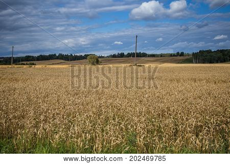 A beautiful country landscape with a wheat fields streching into distance. Inspiring rural scenery at the end of summer.