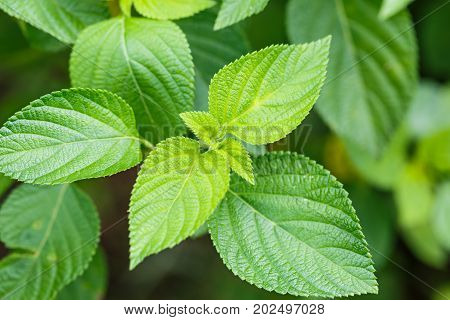 Lantana Camara Leaves
