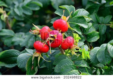 Ripe fruit rosehip in bright sunshine closeup