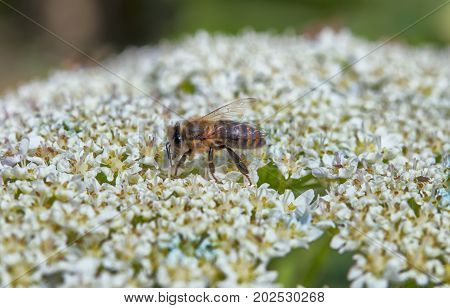 a bees is a kerf a flower
