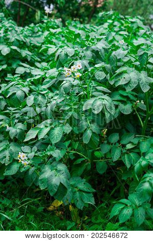 Cow pea plants growing up in backyard garden under the sun