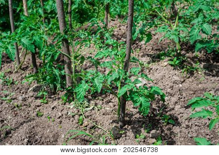 Cow pea plants growing up in backyard garden under the sun