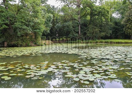 Yellow water lilies in park pond. Villa Sorra Castelfranco Emilia Modena Italy