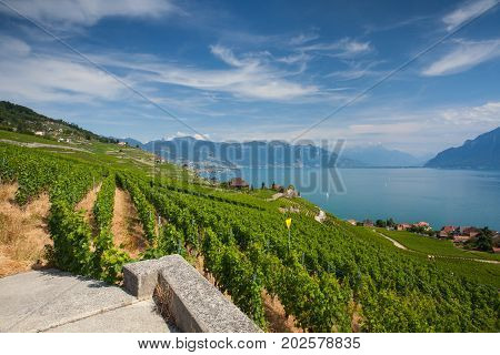 Vineyards of the Lavaux region over lake Leman (lake of Geneva)Switzerland